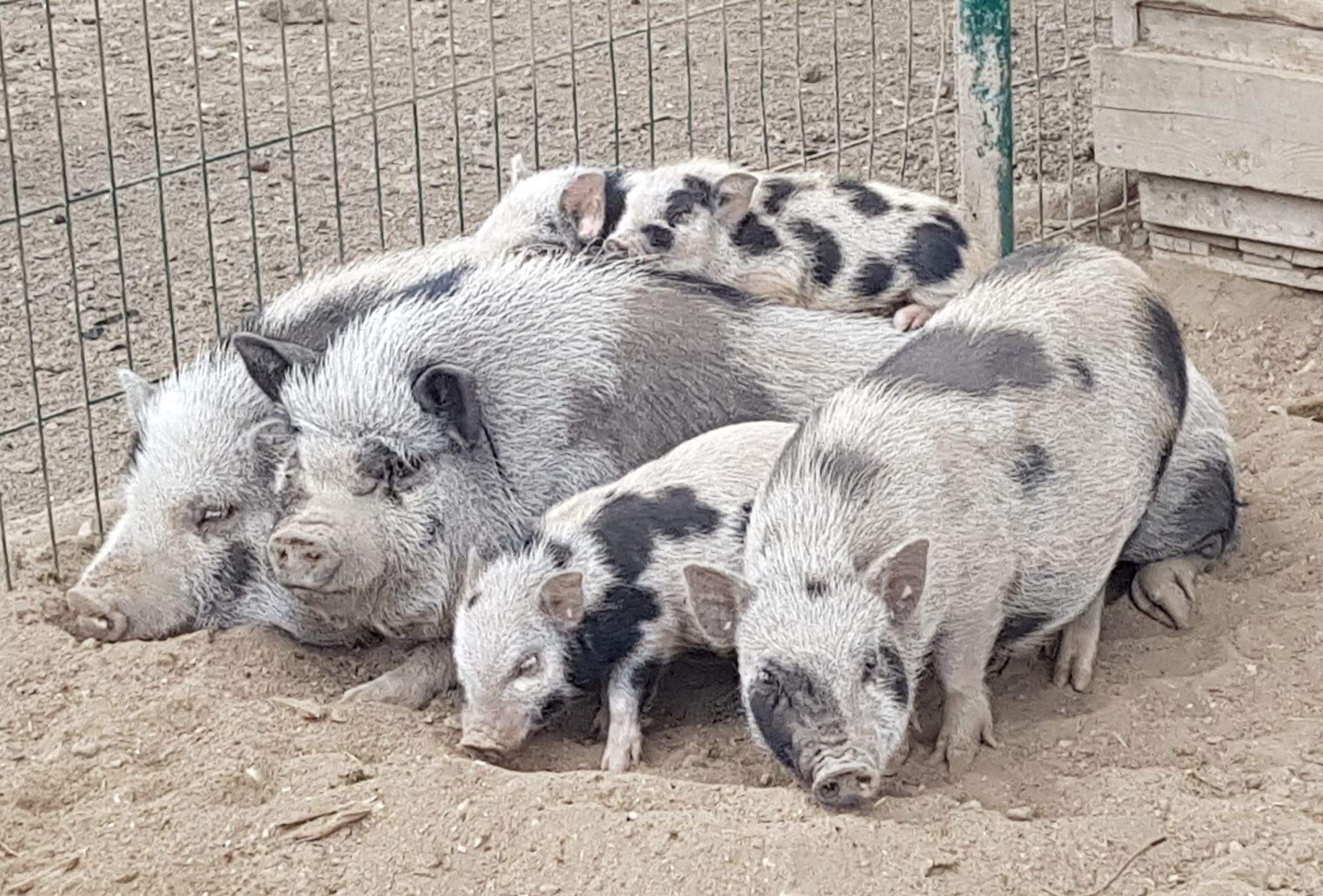 cochons nains