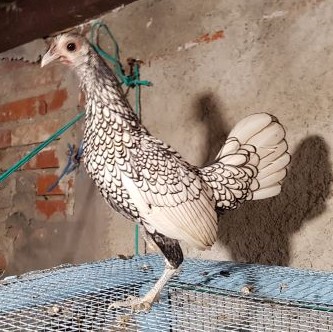 poule